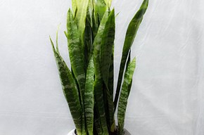 Sansevieria verde